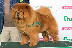 Best of Breed CHOW CHOW