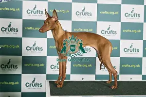 Best of Breed CIRNECO DELL ETNA Crufts 2022