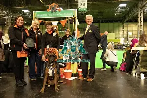 Best Breed club winners stand Boxer