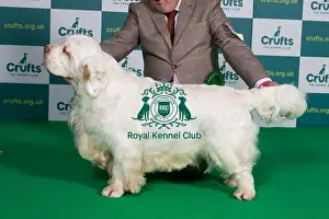 Best of Breed Clumber Spaniel Crufts 2022
