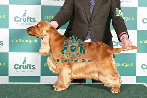 Standing Prints: Best of Breed Cocker Spaniel Crufts 2022