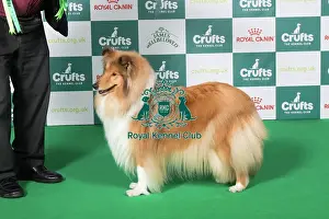 Best of Breed Collie (Rough) 2025