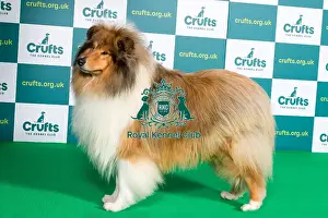Best of Breed COLLIE (ROUGH) Crufts 2022