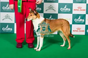 Best of Breed Collie (Smooth) 2025