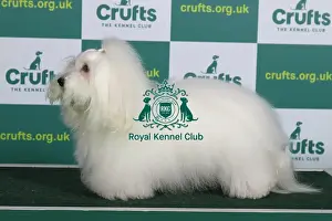 Best of Breed COTON DE TULEAR (NONCC) Crufts 2023