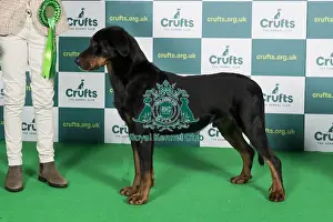 Best of Breed Crufts 2022 Beauceron