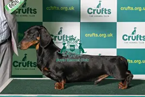 Best of Breed Crufts 2022 DACHSHUND (SMOOTH HAIRED)