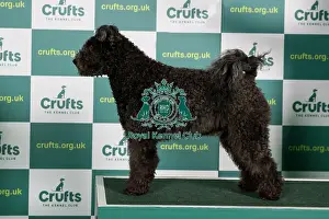 Standing Prints: Best of Breed Crufts 2022 Hungarian Pumi