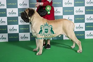 Best of Breed Crufts 2022 Mastiff