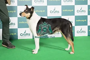 Vulnerable Breed Prints: Best of Breed Crufts 2022 Smooth Collie