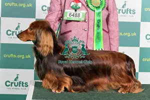 Standing Prints: Best of Breed DACHSHUND (LONG HAIRED)