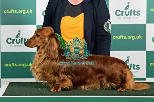Best of Breed DACHSHUND (LONG HAIRED) Crufts 2023