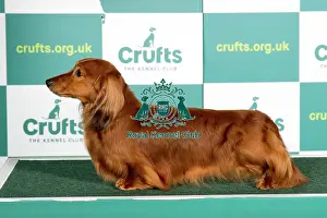 Best of Breed DACHSHUND (MINIATURE LONG HAIRED)