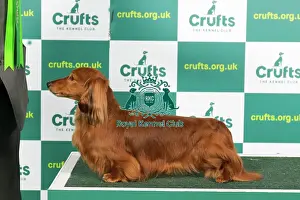 Best of Breed DACHSHUND (MINIATURE LONG HAIRED) Crufts 2023