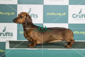Best of Breed DACHSHUND (MINIATURE SMOOTH HAIRED) Crufts 2022 Best of Breed DACHSHUND (MINIATURE SMOOTH HAIRED) Crufts 2022