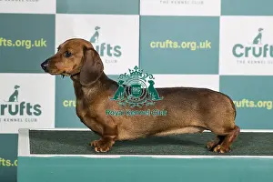 Best of Breed DACHSHUND (MINIATURE SMOOTH HAIRED) Crufts 2022