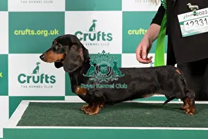 Best of Breed DACHSHUND (MINIATURE SMOOTH HAIRED) Crufts 2023