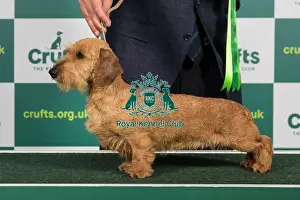 Best of Breed DACHSHUND (MINIATURE WIRE HAIRED) Crufts 2023
