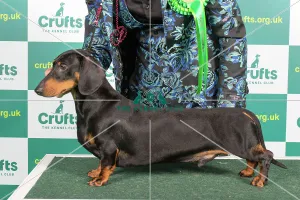 best-breed-dachshund-smooth-