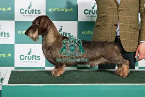 Best of Breed DACHSHUND (WIRE HAIRED) Crufts 2022