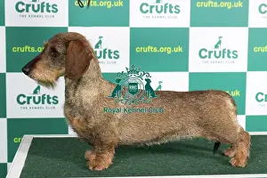 Best of Breed DACHSHUND (WIRE HAIRED) Crufts 2023
