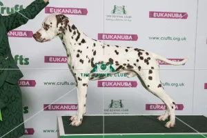 Best of Breed DALMATIAN