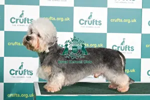 Best of Breed DANDIE DINMONT TERRIER Crufts 2022