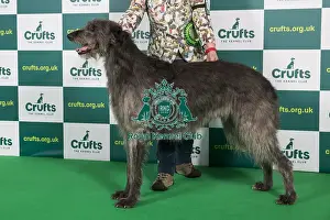 Best of Breed DEERHOUND Crufts 2023