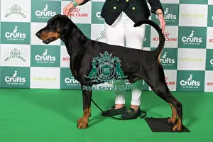 Dobermann Prints: Best of Breed Dobermann 2025