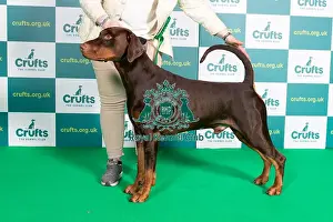 Best of Breed Dobermann Crufts 2022