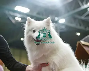 Best Of Breed Dogs And People Small Dog Cute
