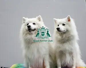 Best Of Breed Dogs And People Small Dog Cute