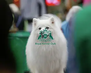 Best Of Breed Dogs And People Small Dog Cute