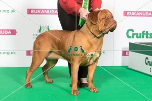 Best of Breed DOGUE DE BORDEAUX