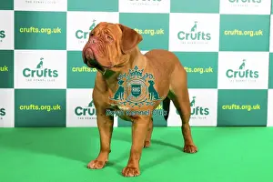 Best of Breed DOGUE DE BORDEAUX (NONCC) Crufts 2023