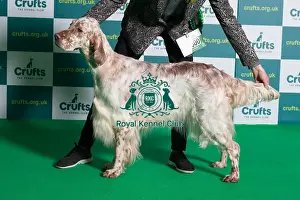 Best of Breed English Setter Crufts 2022