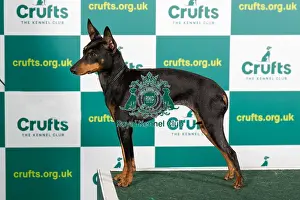Best of Breed English Toy Terrier Crufts 2023