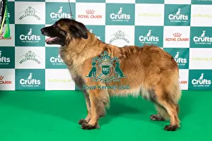 Estrela Mountain Dog Prints: Best of Breed Estrela Mountain Dog 2025