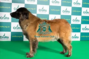 Best of Breed ESTRELA MOUNTAIN DOG Crufts 2022
