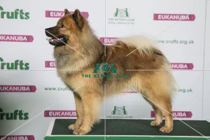 Best of Breed EURASIER