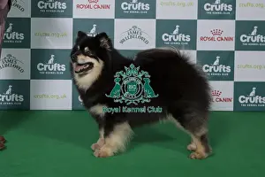 Finnish Lapphund Prints: Best of Breed Finnish Lapphund 2025