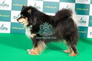 Best of Breed FINNISH LAPPHUND Crufts 2022