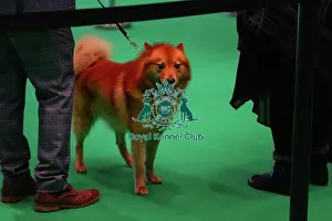 Finnish Spitz Prints: Best of breed Finnish Spitz awaits backstage