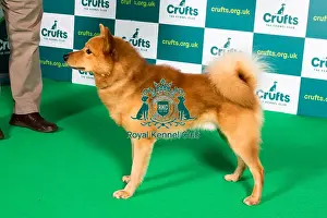 Official Photo Prints: Best of Breed FINNISH SPITZ Crufts 2022