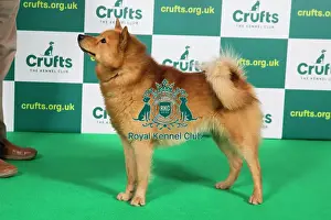 Official photos from Crufts 2023: Best of Breed FINNISH SPITZ Crufts 2023