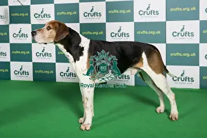 Best of Breed FOX HOUND Crufts 2022