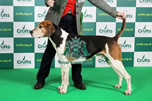 Best of Breed Fox Hound Crufts 2023