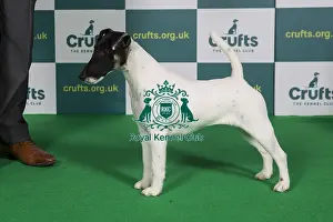 Best of Breed FOX TERRIER (SMOOTH) Crufts 2022