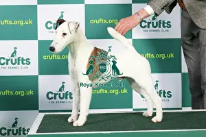 Best of Breed FOX TERRIER (SMOOTH) Crufts 2023