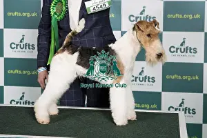 Best of Breed FOX TERRIER (WIRE) Crufts 2022